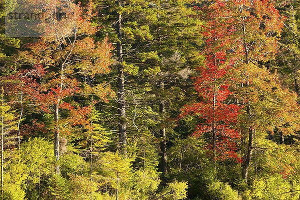 Ahornbaum und Kiefern im Herbst  West Bolton  Quebec  Kanada