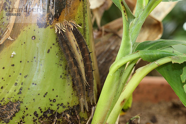 Raupen des Bananenfalters (Caligo memnon) an Bananenstaude  Vorkommen Südamerika