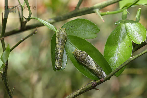Raupen des Schwalbenschwanzes (Papilio rumanzovia) im Jungstadium  Vorkommen Südamerika
