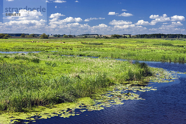 Narew-Fluss in der Nähe der Stadt Lapy  Narwianski Nationalpark  Polen  Europa