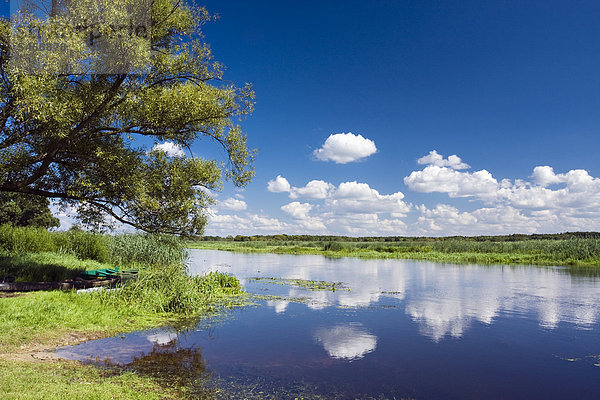 Narew-Fluss in der Nähe des Dorfes Bokiny  Narwianski Nationalpark  Polen  Europa