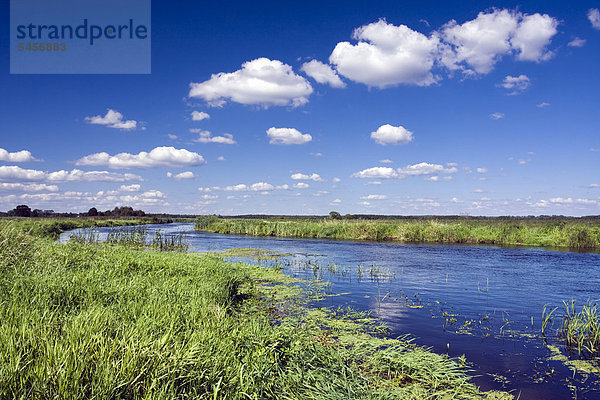 Narew-Fluss in der Nähe des Dorfes Bokiny  Narwianski Nationalpark  Polen  Europa