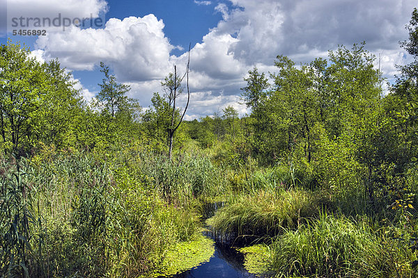 Bagno Podlaskie Feuchtgebiete  Biebrzanski Nationalpark  Polen  Europa