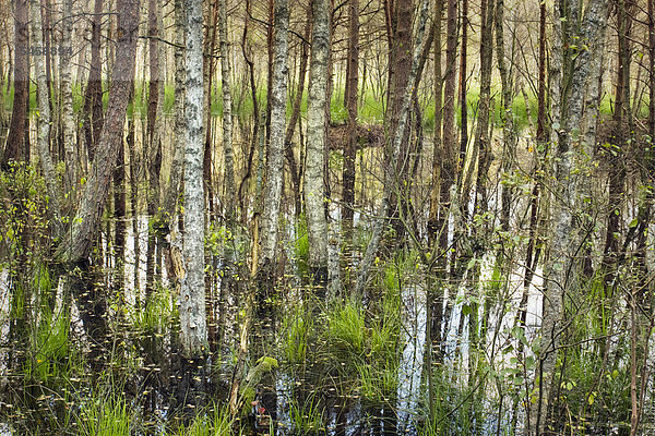 Bagno Podlaskie Feuchtgebiete  Biebrzanski Nationalpark  Polen  Europa