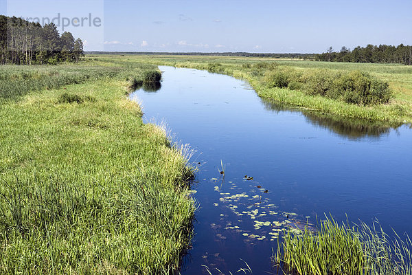 Biebrza-Fluss in der Nähe von Dolistowo Stare  Biebrzanski Nationalpark  Polen  Europa