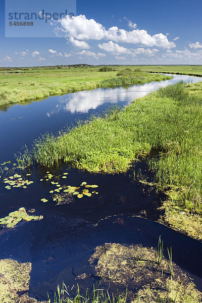 Biebrza-Fluss in der Nähe von Dolistowo Stare  Biebrzanski Nationalpark  Polen  Europa