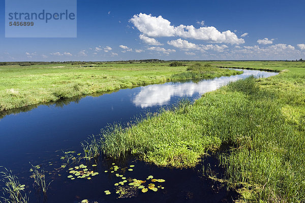 Biebrza-Fluss in der Nähe von Dolistowo Stare  Biebrzanski Nationalpark  Polen  Europa