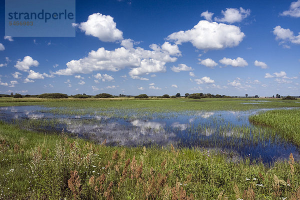 Feuchtgebiete von Kucharow Grad  Biebrzanski Nationalpark  Polen  Europa