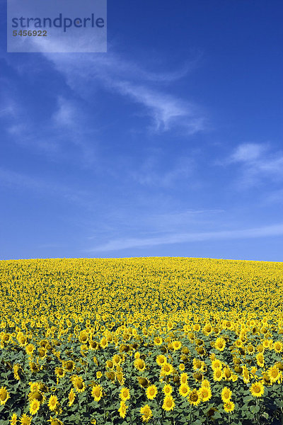 Sonnenblumenfeld  Sonnenblumen (Helianthus annuus)