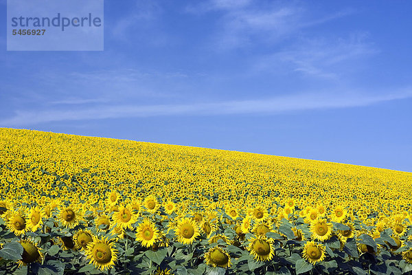 Sonnenblumenfeld  Sonnenblumen (Helianthus annuus)