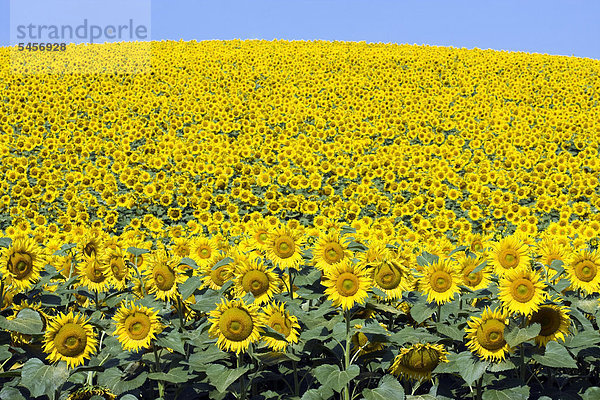 Sonnenblumenfeld  Sonnenblumen (Helianthus annuus)