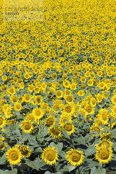 Sonnenblumenfeld  Sonnenblumen (Helianthus annuus)