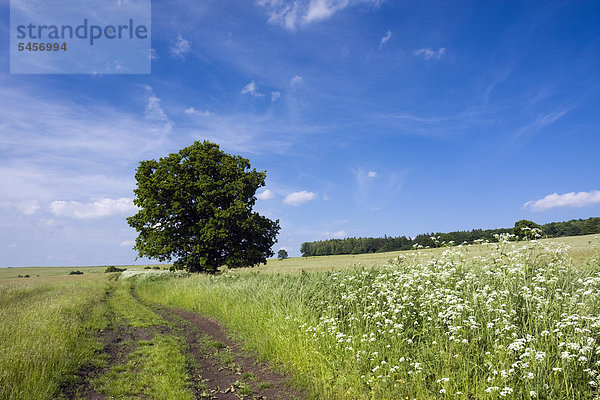 Landschaft im Naturschutzgebiet Certoryje  Bezirk Hodonin  Region Südmähren  Tschechische Republik  Europa