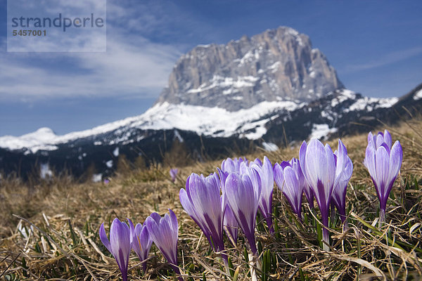 Frühlings-Krokus oder Frühlings-Safran (Crocus albiflorus) und der Gipfel vom Langkofel oder Sassolungo  Dolomiten  Italien  Europa