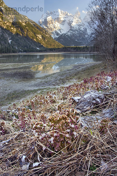 Gewöhnliche Pestwurz (Petasites hybridus  Tussilago hybrida) beim Lago di Landro oder Duerrensee  Dolomiten  Italien  Europa