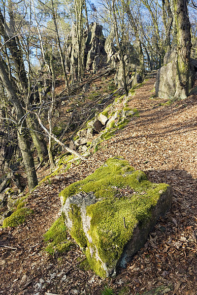 Naturschutzgebiet Babi Lom  Südmähren  Tschechien  Europa