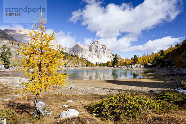 Herbstlich gefärbte Lärche am Schottersee  hinten die Pareispitze  auch Col Bechei  Naturpark Fanes - Sennes  Hochpustertal oberhalb von Pederü  Dolomiten  Südtirol  Italien  Europa