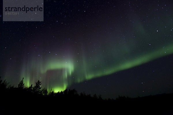 Wirbelnde Nordlichter  Polarlichter oder Aurora Borealis  grün  bei Whitehorse  Yukon Territory  Kanada