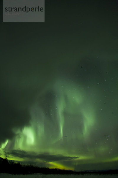 Wirbelnde Nordlichter  Polarlichter oder Aurora Borealis  grün  bei Whitehorse  Yukon Territory  Kanada