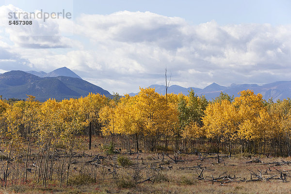Farbaufnahme Farbe Berg Herbst Yukon Coast Mountains Kanada