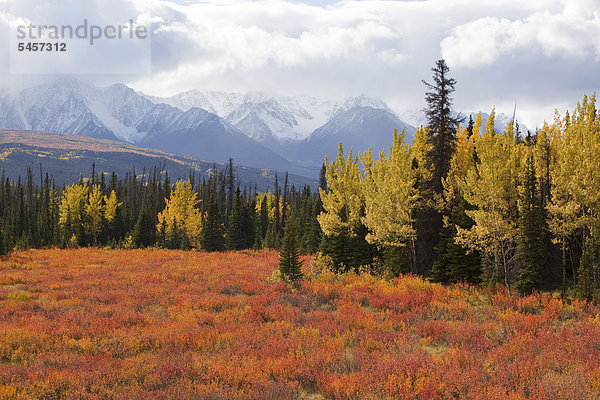 hinter Gebirge Farbaufnahme Farbe Sommer Absperrung Indianer Laub Birke Yukon Kluane Nationalpark Strauch