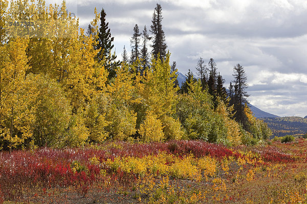 Farbaufnahme Farbe Fernverkehrsstraße Herbst vorwärts Yukon Kluane Nationalpark