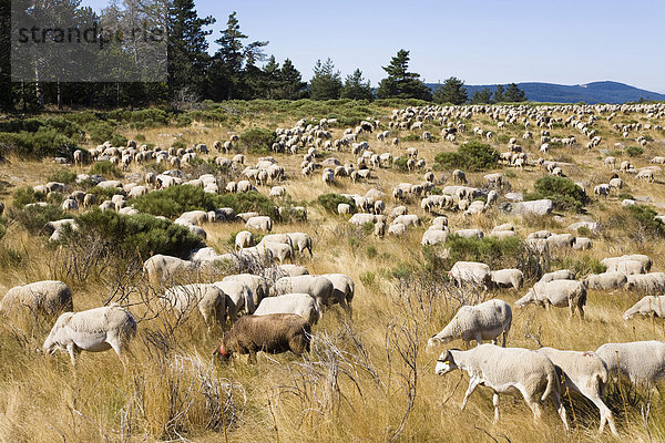 Schafherde im Cevennen Nationalpark  Frankreich  Europa