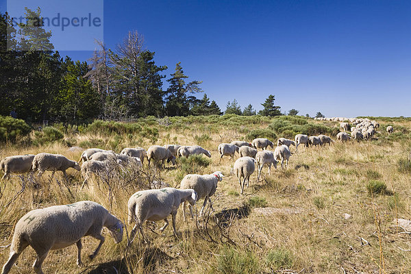 Schafherde im Cevennen Nationalpark  Frankreich  Europa