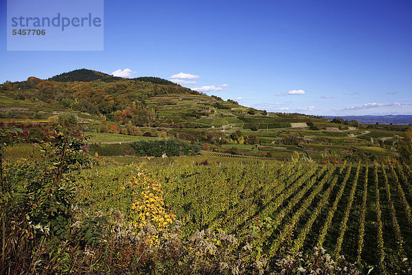 Das Weinanbaugebiet Kaiserstuhl bei Bötzingen im Herbst  hinten die Eichelspitze  520 m  Baden-Württemberg  Deutschland  Europa  ÖffentlicherGrund