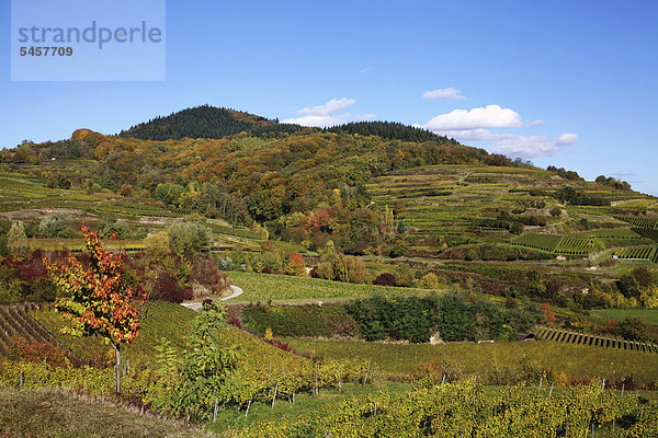 Das Weinanbaugebiet Kaiserstuhl bei Bötzingen im Herbst  hinten die Eichelspitze  520 m  Baden-Württemberg  Deutschland  Europa  ÖffentlicherGrund