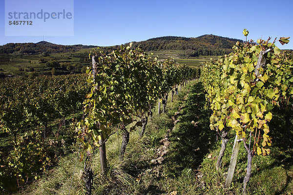 Weinstöcke im Weinanbaugebiet Kaiserstuhl bei Bötzingen im Herbst  hinten der Totenkopf  557 m  und die Eichelspitze  520 m  Baden-Württemberg  Deutschland  Europa