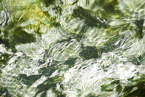 Abstrakte Detailaufnahme einer heißen Quelle  in der grüne und weiße Algen wachsen  Island