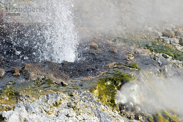 Detailaufnahme einer heißen Quelle  aus der sprudelndes Wasser und kochender Dampf spritzen  Island  Europa