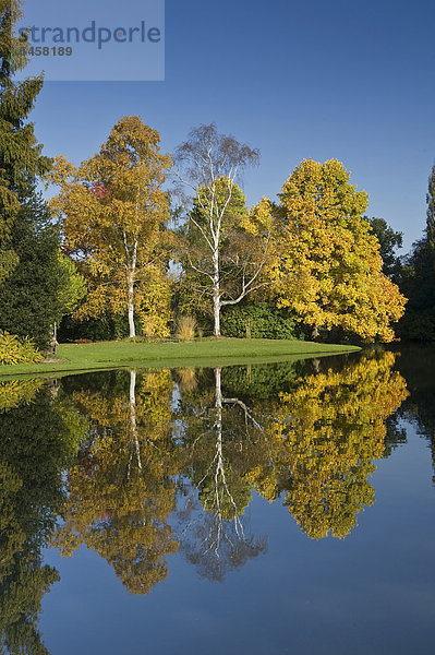 Bäume in Herbstfarben  mit Spiegelbild  Insel Siebenbergen  Karlsaue  Kassel  Nordhessen  Hessen  Deutschland  Europa