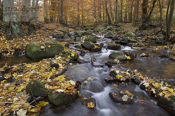 Fluss Ilse im Herbst  Ilsenburg  Nationalpark Harz  Sachsen-Anhalt  Deutschland  Europa