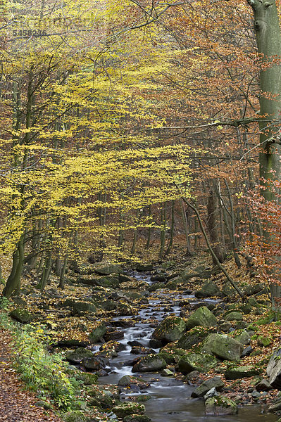 Fluss Ilse im Herbst  Ilsenburg  Nationalpark Harz  Sachsen-Anhalt  Deutschland  Europa