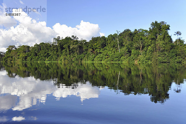 Bäume spiegeln sich in einem Seitenfluss des Amazonas  Naturreservat Mamiraua  Amazonas  Brasilien  Südamerika
