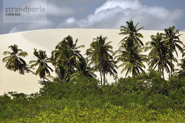 Palmen in Wanderdüne am Strand  Jericoacoara  Cear·  Brasilien  Südamerika