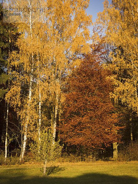 Herbst im Siebentischwald  Augsburg  Schwaben  Bayern  Deutschland  Europa