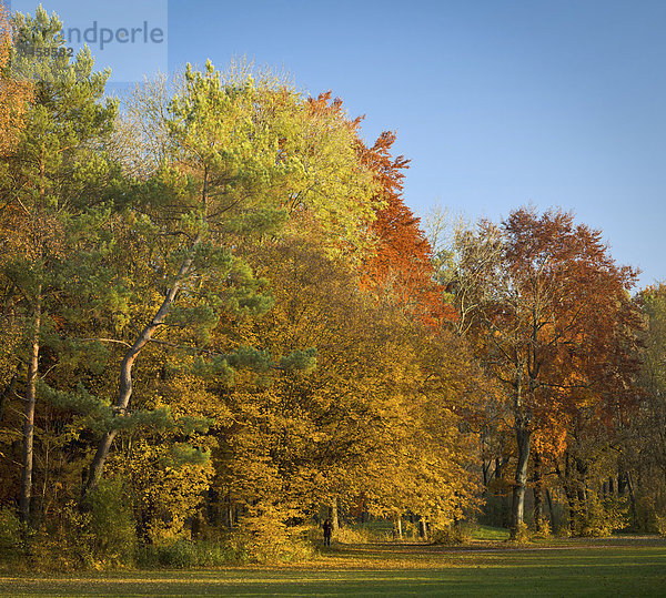 Herbst im Siebentischwald  Augsburg  Schwaben  Bayern  Deutschland  Europa