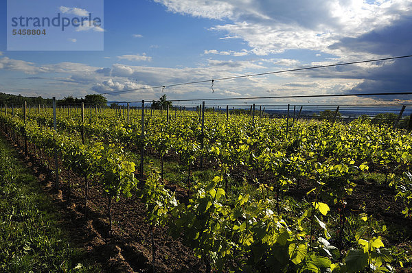 Weinreben  Weinrebenreihen  Ettenheim  Baden-Württemberg  Deutschland  Europa