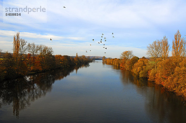 Herbstliche Landschaft am Fluss Main und fliegenden Tauben in Bewegungsunschärfe  Theres  Unterfranken  Bayern  Deutschland  Europa