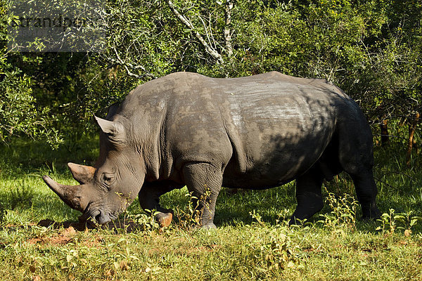 Südliches Breitmaulnashorn (Ceratotherium simum cottoni)  Alpha-Männchen  Ziwa Rhino Sanctuary  nördliches Uganda  Afrika