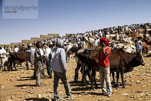 Rinder auf dem Viehmarkt  Aksum  Äthiopien  Afrika