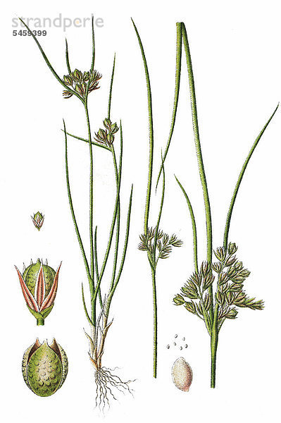 Zarte Binse (Juncus tenuis)  Heilpflanze  Nutzpflanze  Chromolithographie  1876