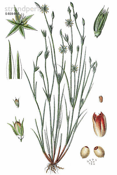 Kröten-Binse (Juncus bufonius)  Heilpflanze  Nutzpflanze  Chromolithographie  1876