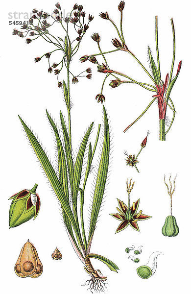 Behaarte Hainsimse  auch Haar-Hainsimse oder Behaarte Marbel (Luzula pilosa)  Heilpflanze  Nutzpflanze  Chromolithographie  1876