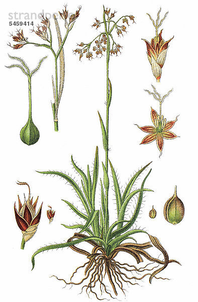 Wald-Hainsimse  auch Große Hainsimse oder Waldmarbel (Luzula sylvatica)  Heilpflanze  Nutzpflanze  Chromolithographie  1876