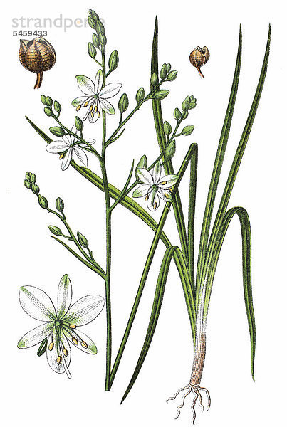 Rispige Graslilie (Anthericum ramosum)  Heilpflanze  Nutzpflanze  Chromolithographie  1876