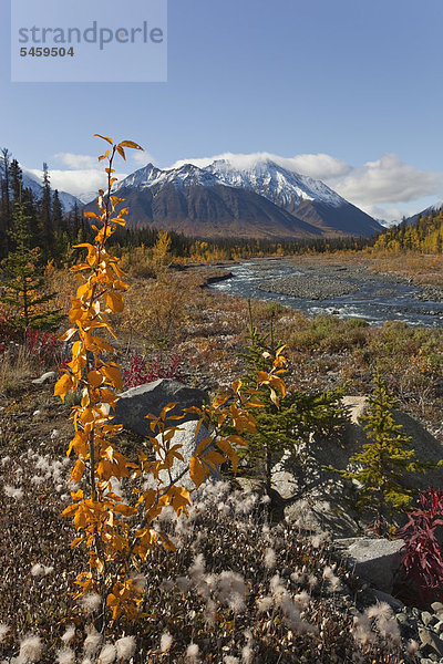 Wollgräser (Eriophorum) und junge Pappel (Populus) am Quill Creek  Herbst  Herbstfarben  Indian Summer  St. Elias Gebirge  Kluane Bergkette hinten  Kluane Nationalpark  Yukon Territory  Kanada